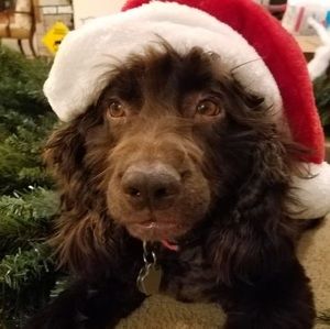 Meet your Posher, Dawn